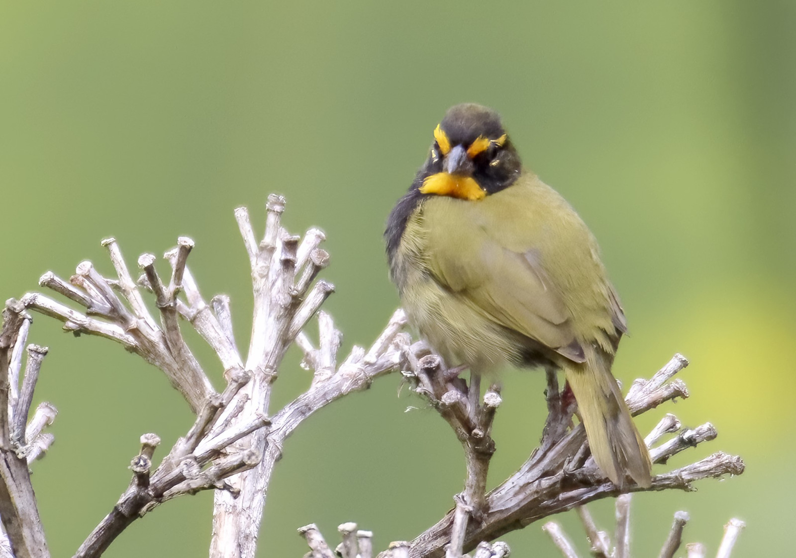 image Yellow-faced Grassquit
